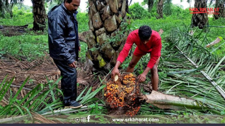 India’s Palm Oil Imports Drop Over 24% in April Amid Weak Demand