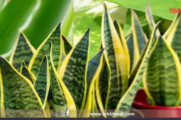 3 Best Low-Maintenance Indoor Plants to Brighten Up Your Home Nothing 8 9