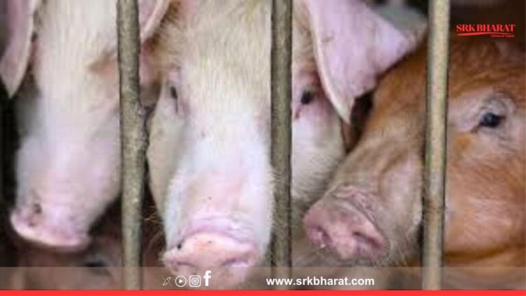 African Swine Fever Hits Arunachal Pradesh’s Longding District; Authorities Declare Containment Zones to Prevent Spread