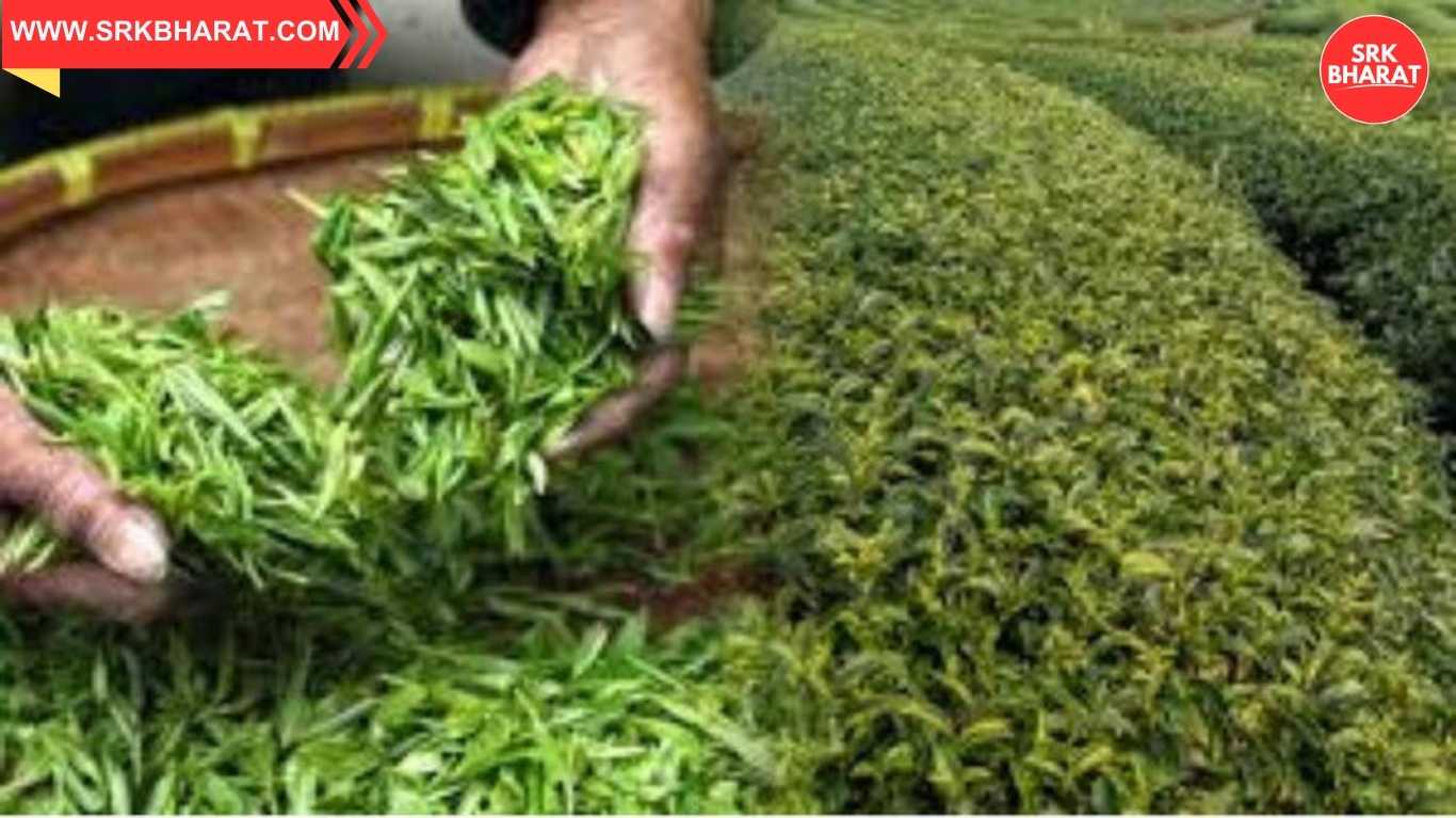 Assam Tea