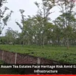 Assam Tea Estates