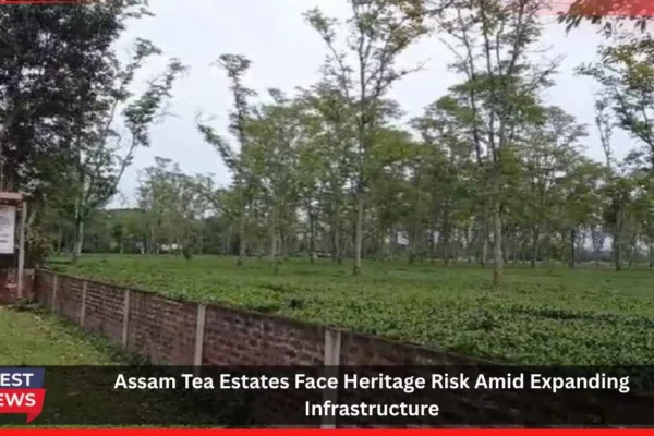 Assam Tea Estates