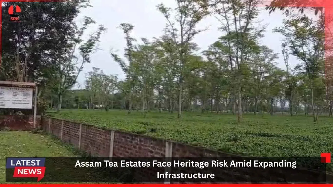 Assam Tea Estates
