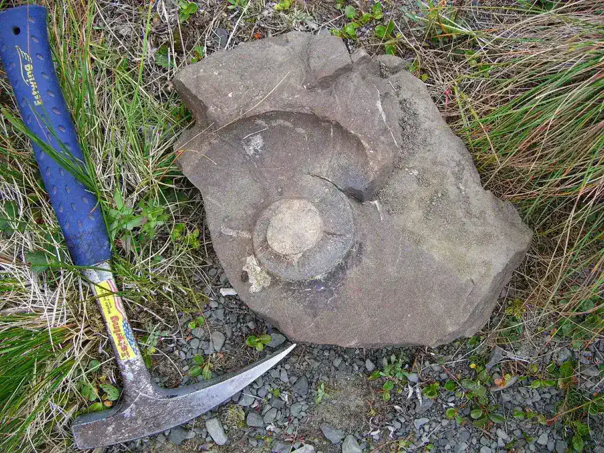 Ancient Wyoming Discovery Rewrites the Evolutionary History of Bats