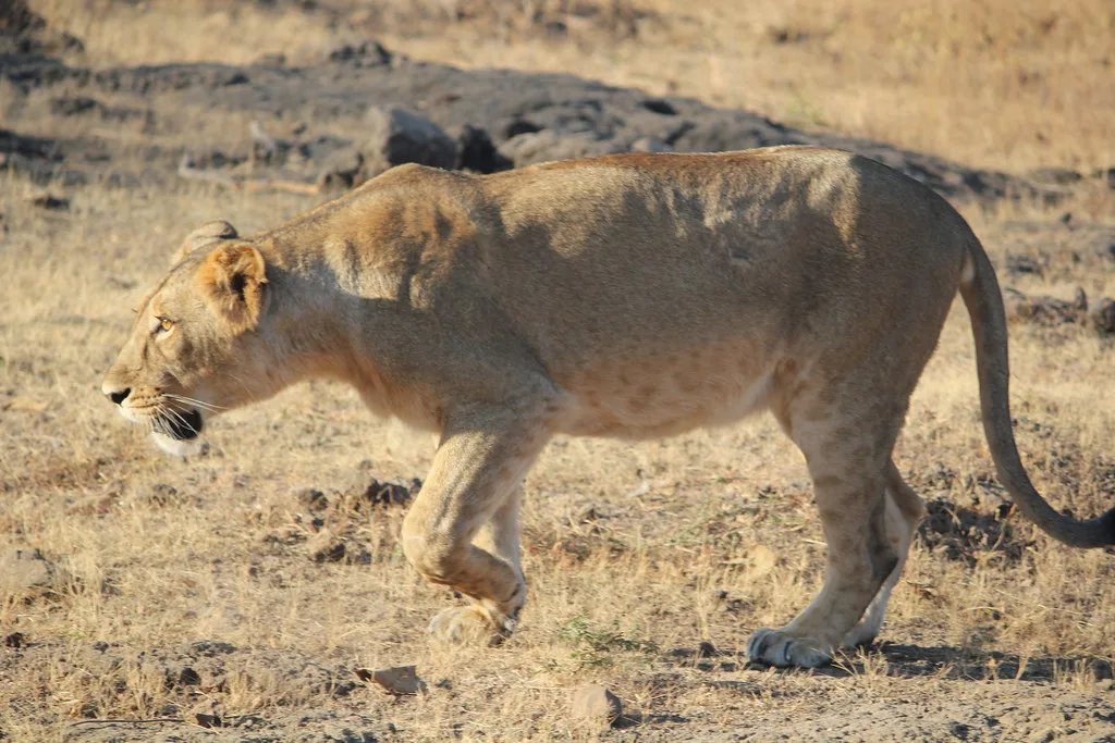 Asiatic Lion Population Under Threat as Viral Scare Claims Four Cubs in Gir Forest