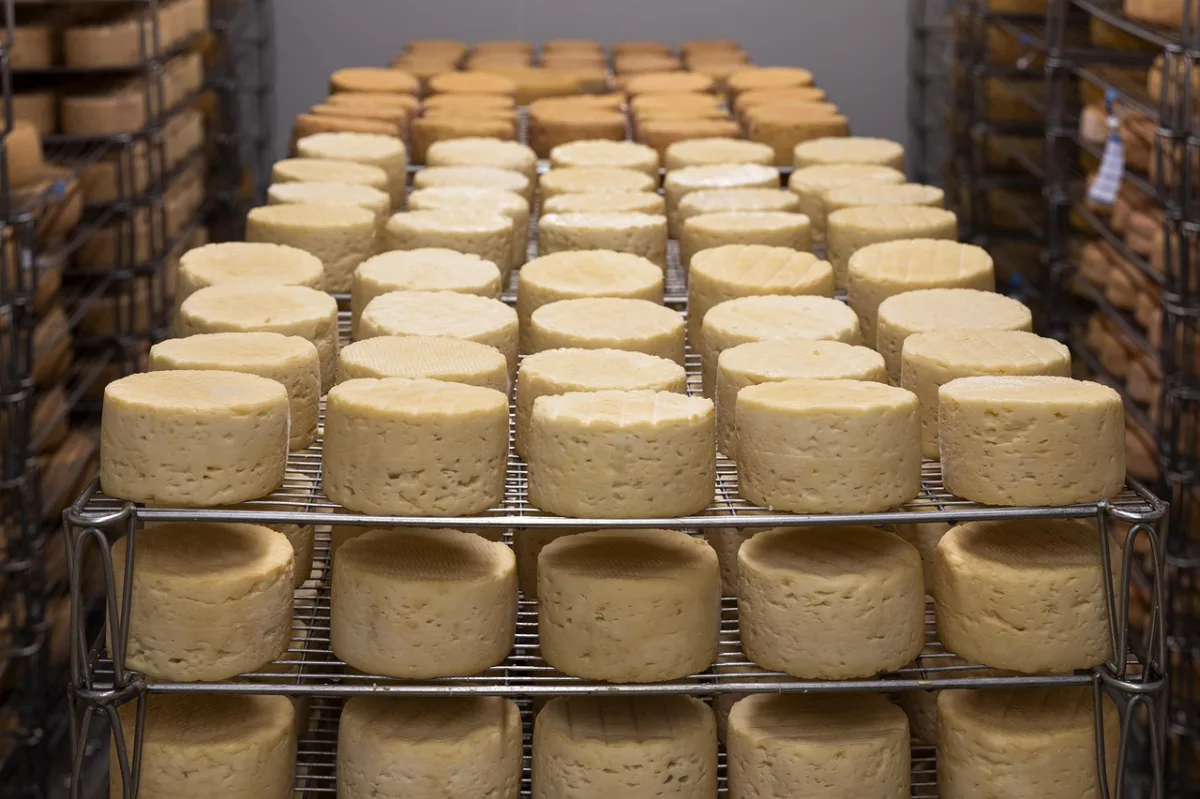 Assam’s Artisanal Fusion: How Queso is Redefining Indian Specialty Cheese
