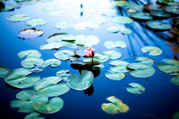 Blue Lily: A Nuanced Lens on the Psychological Echoes of Domestic Violence