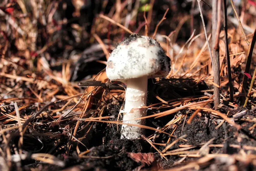 California Faces Unprecedented Surge in Toxic Mushroom Poisonings