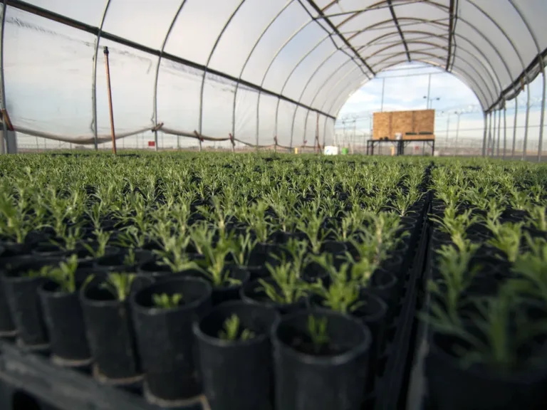 Coromandel International Reports 80% Drop in Q4 Net Profit