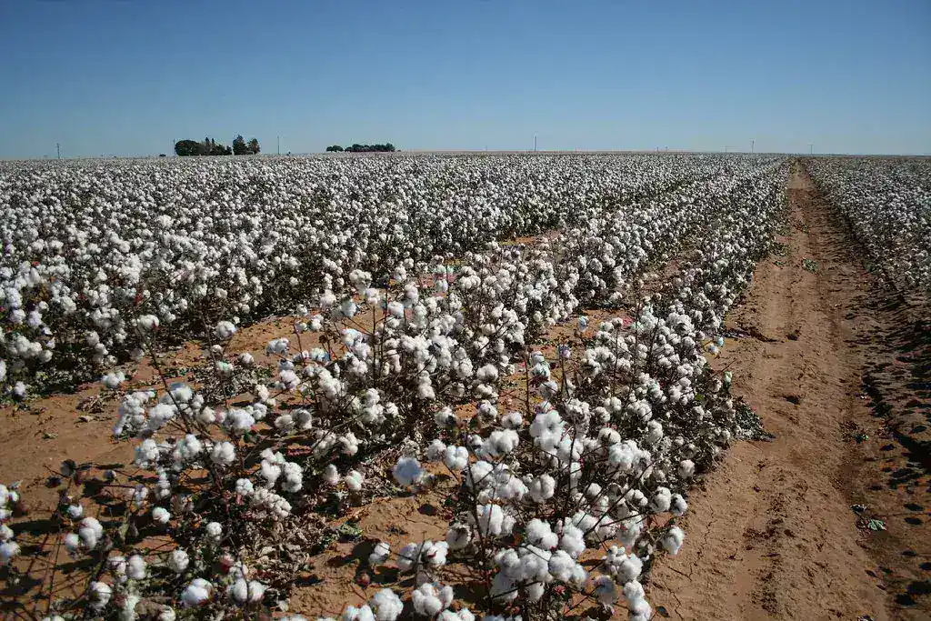 Experts Call for Long-Term Policy Frameworks to Stabilize Global Cotton Markets