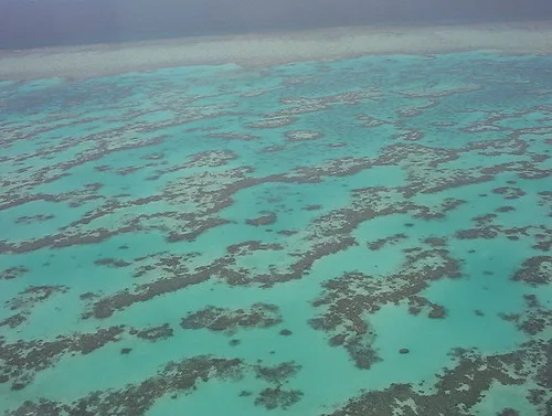 Fatal Shark Attack on Great Barrier Reef Marks Second Tragedy in One Week