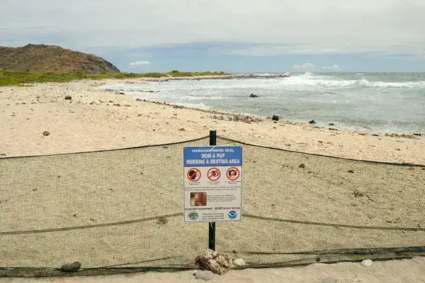 Federal Investigation Launched After Man Targets Endangered Monk Seal in Maui