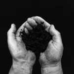 Fertiliser Price Surge Threatens Global Food Security