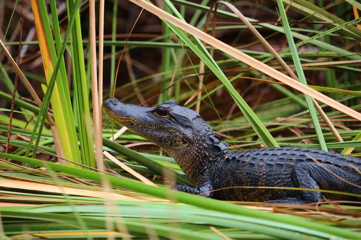 Florida's 'Alligator Alcatraz' Migrant Detention Center Faces Imminent Closure