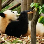 Giant Pandas Return to Zoo Atlanta as U.S.-China Conservation Ties Strengthen