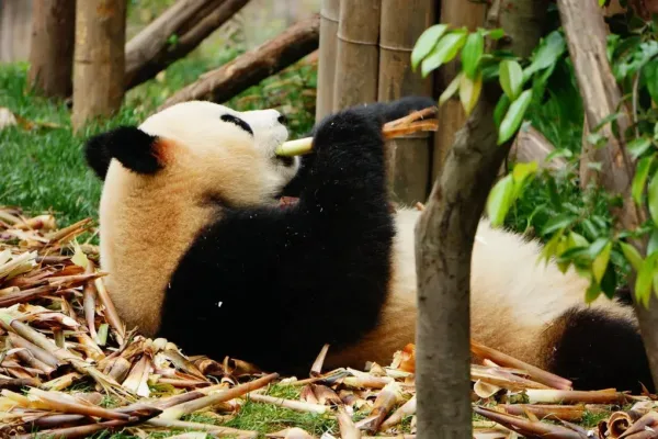 Giant Pandas Return to Zoo Atlanta as U.S.-China Conservation Ties Strengthen
