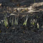 Grassroots Relief: How Nationwide Donations are Sustaining Nebraska Ranchers After Historic Wildfires