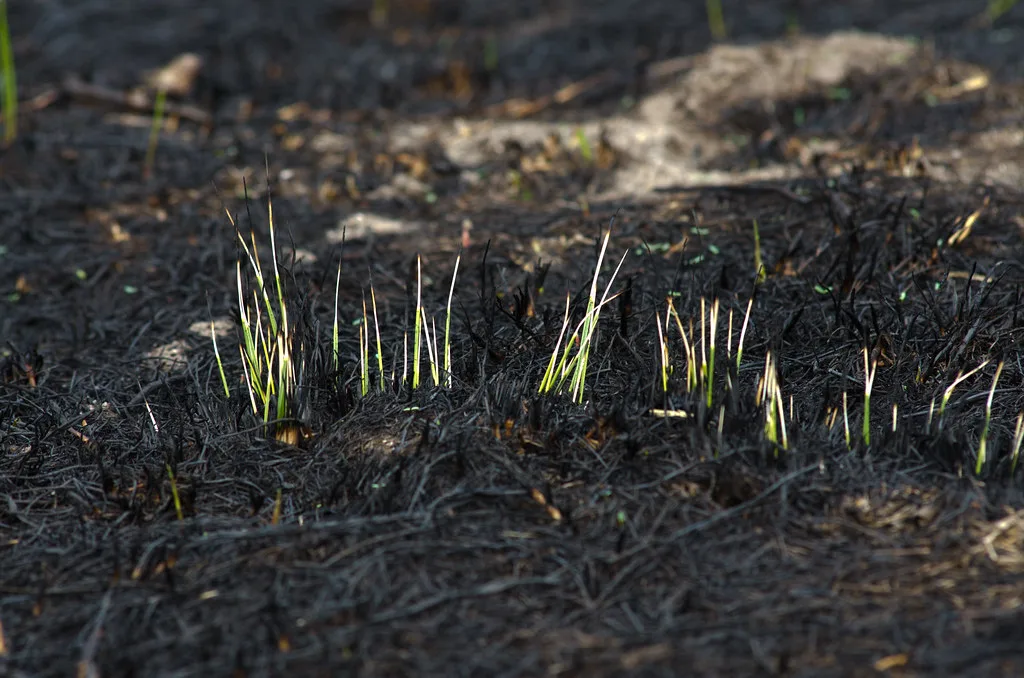 Grassroots Relief: How Nationwide Donations are Sustaining Nebraska Ranchers After Historic Wildfires