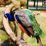 H5N1 Outbreak Confirmed in Karnataka Peacock Population