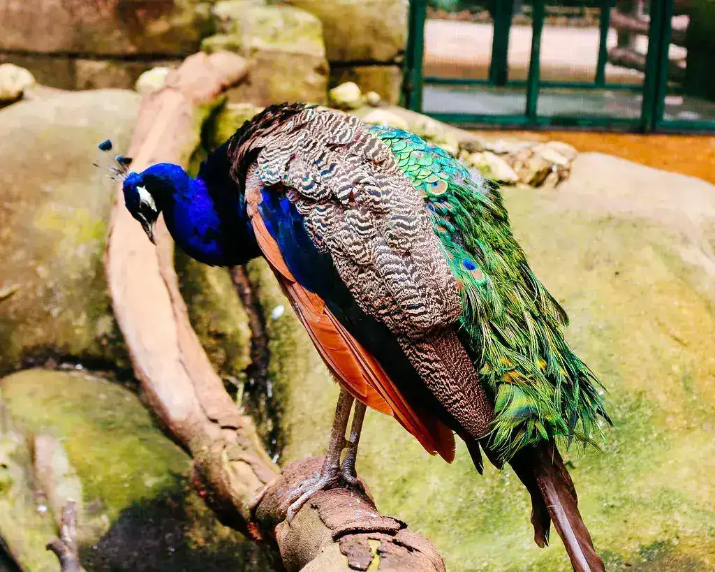 H5N1 Outbreak Confirmed in Karnataka Peacock Population