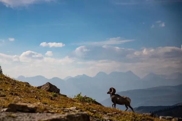 Hiker Killed by Bear at Glacier National Park, Officials Say