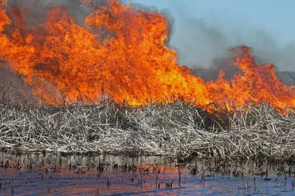 Influencer Clavicular Faces Charges Following Everglades Alligator Shooting Video
