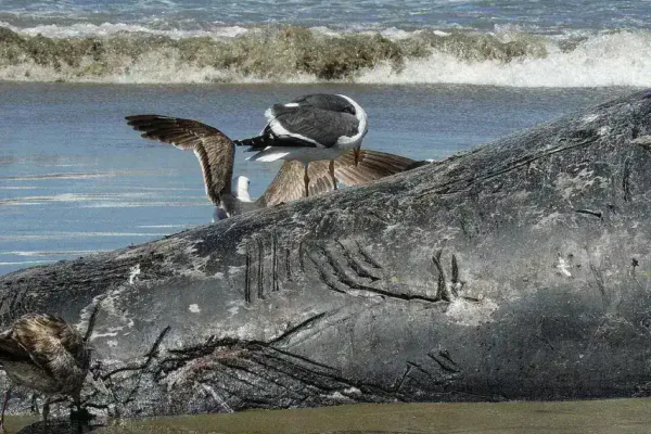 International Experts Convene to Examine Stranded Whale in Denmark