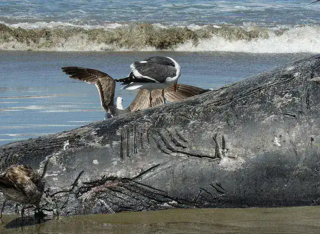 International Experts Convene to Examine Stranded Whale in Denmark
