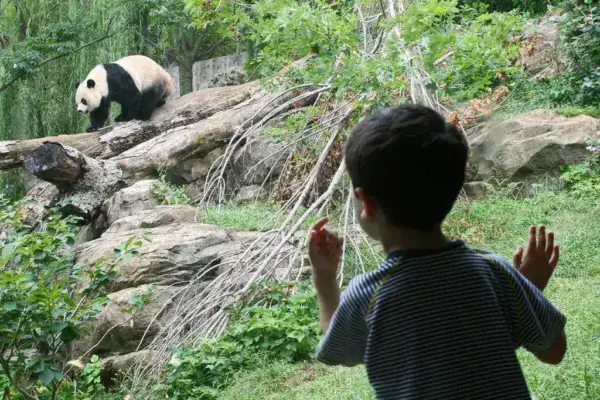 International Panda Exchange: A High-Stakes Conservation Effort in Atlanta