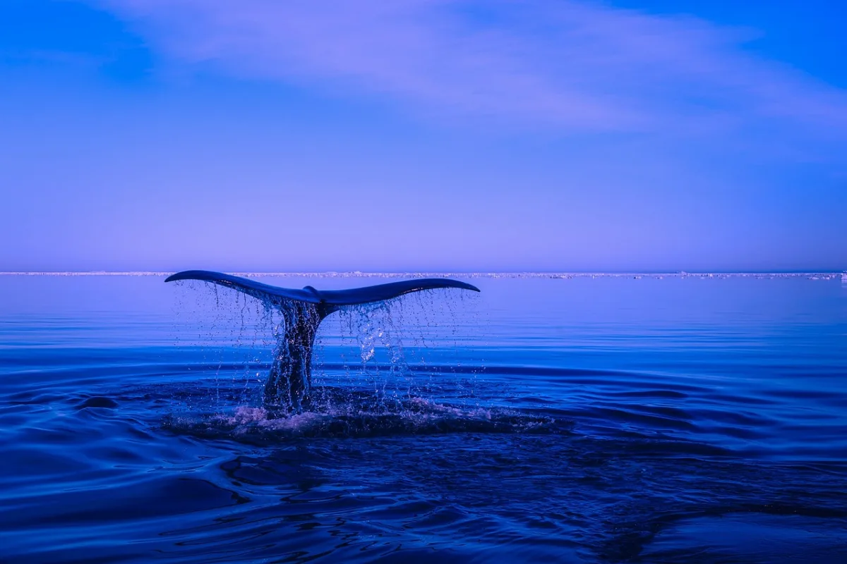 International Rescue Operation Frees Stranded Whale off German Coast