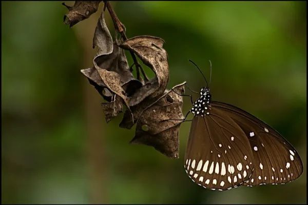 Invasive Buff-Tip Moth Infestation Threatens Ladakh's Agricultural Stability