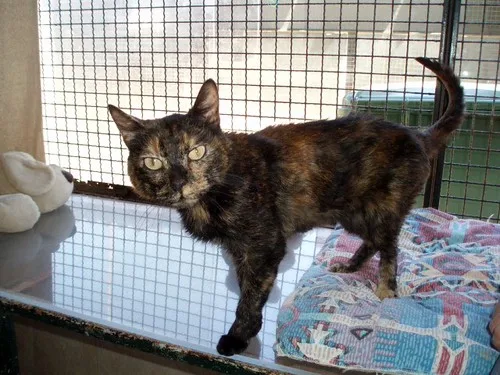 Local Shelters Launch Urgent Adoption Drive to Address Overcrowding