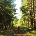 Missing Hiker Found Dead Following Suspected Bear Attack in Glacier National Park