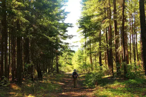 Missing Hiker Found Dead Following Suspected Bear Attack in Glacier National Park