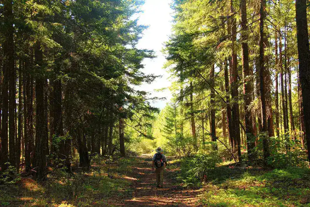 Missing Hiker Found Dead Following Suspected Bear Attack in Glacier National Park