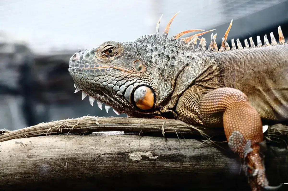 MonsterVerse Expansion: The Balancing Act of Kaiju Spectacle and Human Drama