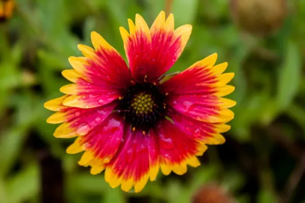 Navigating Horticultural Success: The Role of Flower Award Programs