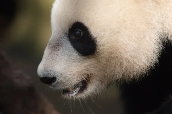 Panda Diplomacy Returns: Zoo Atlanta Prepares for New Arrivals from China