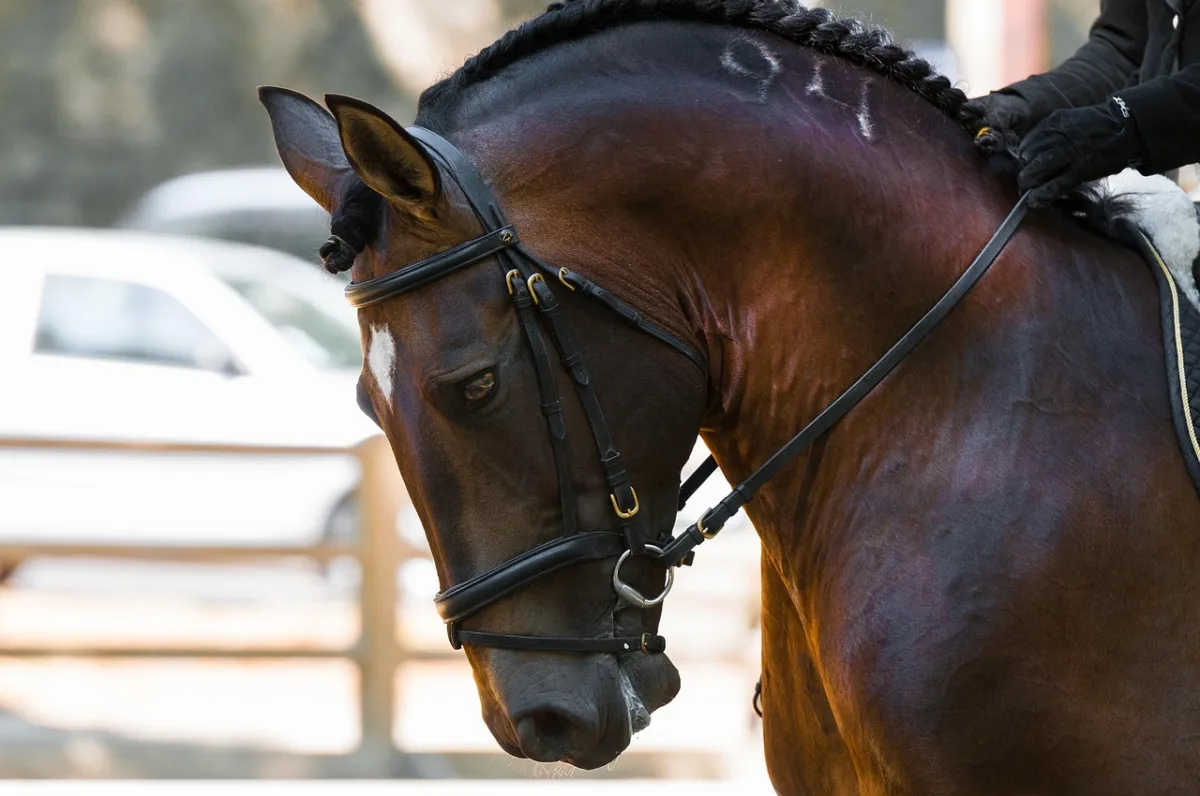 Quannah and Feeling Good Deliver Standout Performance in Recent Equestrian Showcase