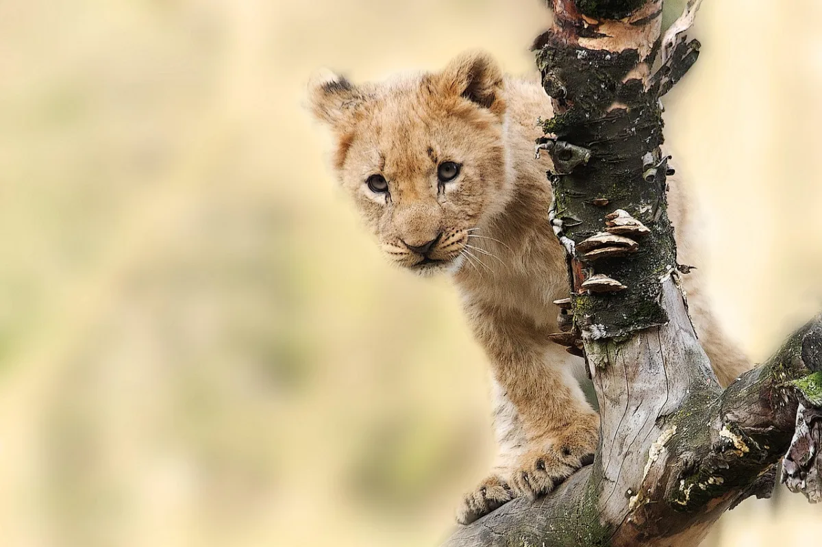 Rescued Mountain Lion Cub Finds Sanctuary After Rare Discovery in Santa Monica Mountains