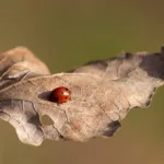 Silent Spread: Chagas Disease Emergence in the United States