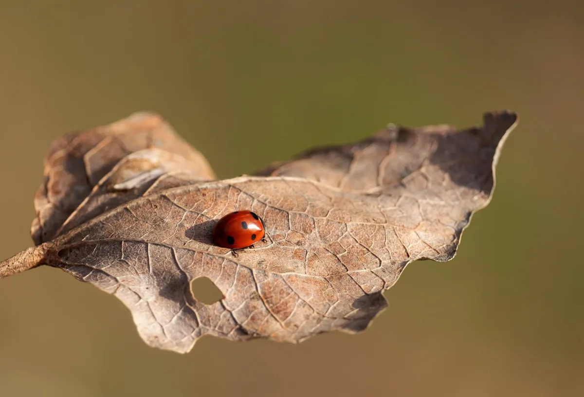 Silent Spread: Chagas Disease Emergence in the United States