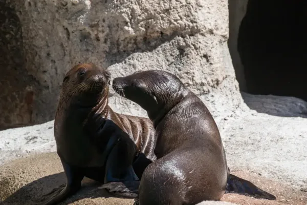 Stranded Sea Lion Pup Rescued Near San Francisco Bay Area Highway