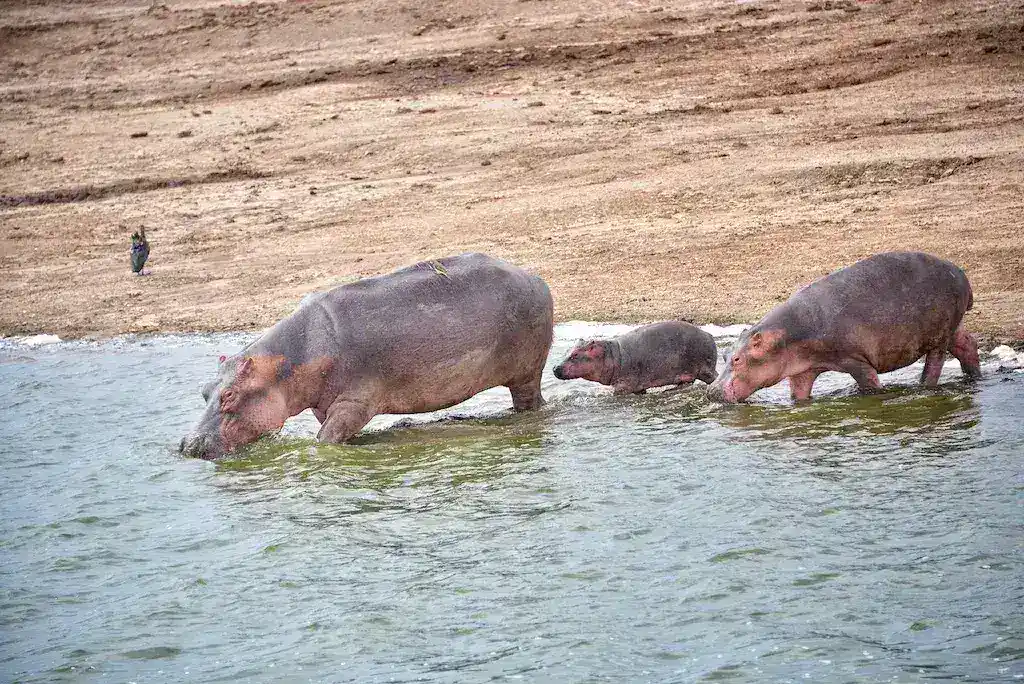 The Global Quest to Relocate Colombia’s Invasive Hippos: Challenges and Prospects