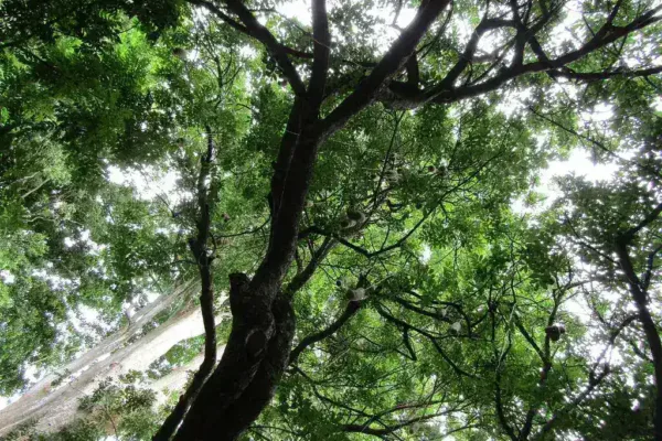 The Great Nicobar Infrastructure Project: Navigating Strategic Growth and Ecological Concerns