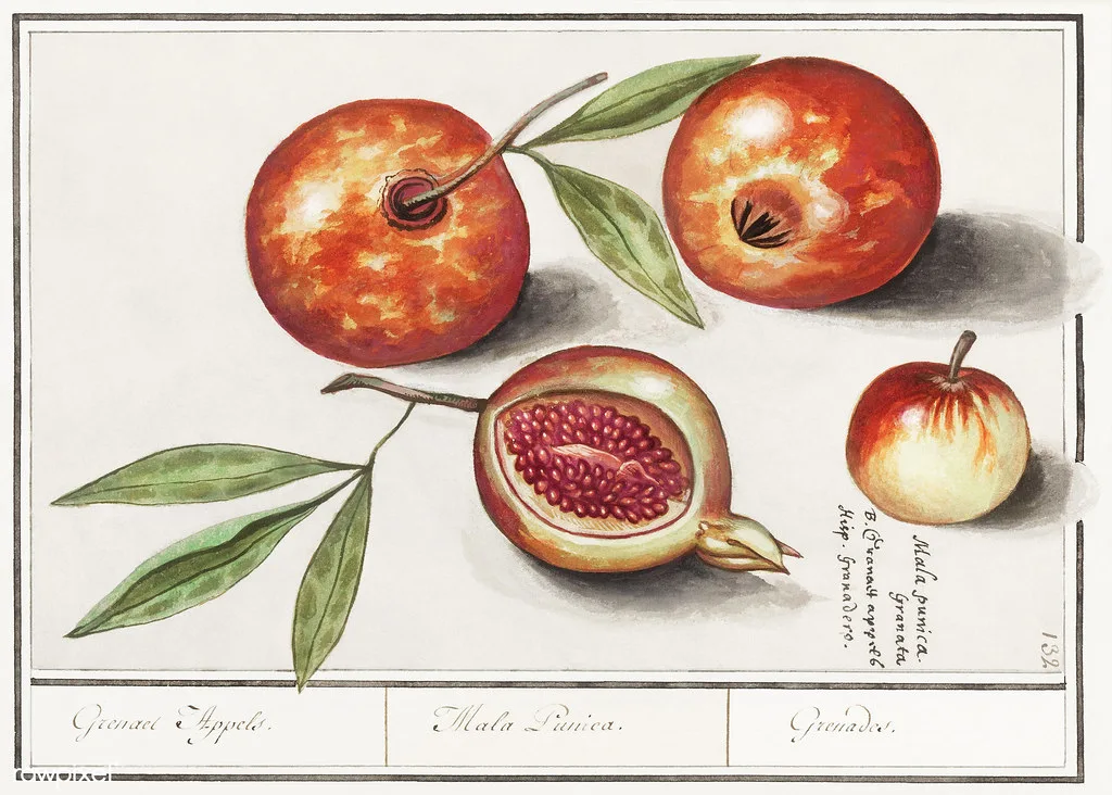 The Metabolic Paradox: Challenging the Diet Culture Narrative