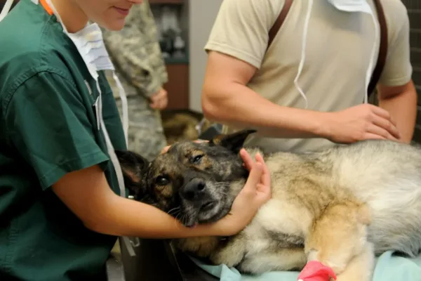 The Rising Prevalence of Veterinary Acupuncture in Modern Pet Healthcare