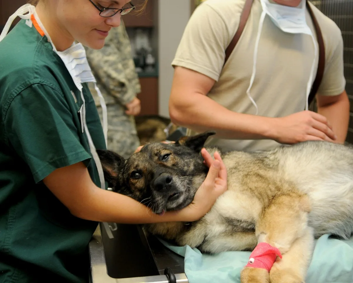 The Rising Prevalence of Veterinary Acupuncture in Modern Pet Healthcare