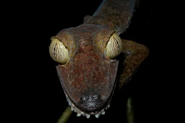 The Rising Risks of Kambo: Examining the Global Surge of the Amazonian Frog Ritual