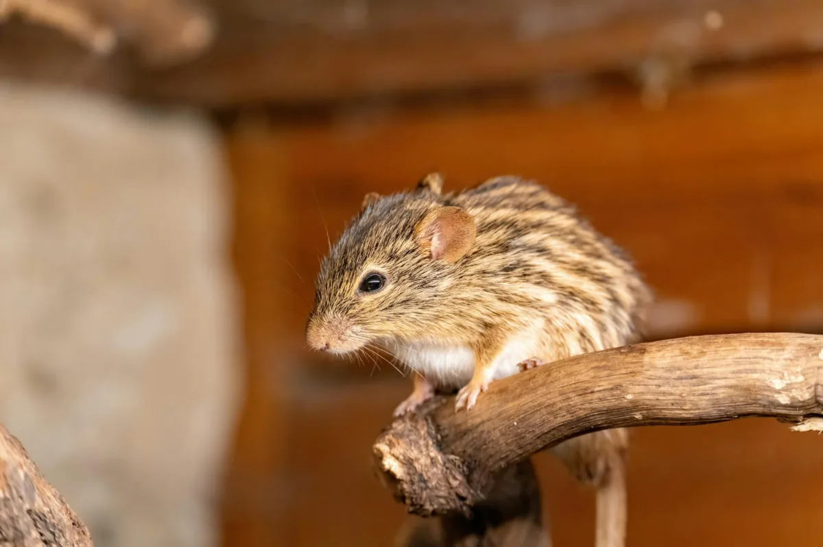 Understanding the Risks: A Surge in Hantavirus Cases